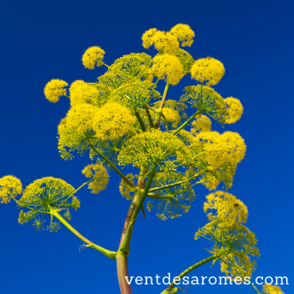 Organic Galbanum essential oil 2