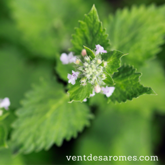 Organic Catnip essential oil origin France 2