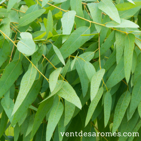 Organic Lemon Eucalyptus essential oil