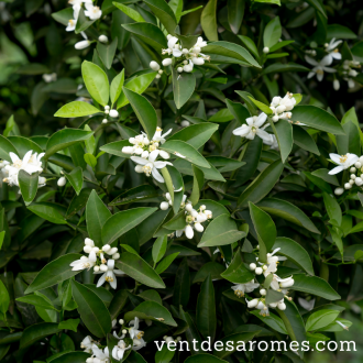 Organic Bitter Orange leaf essential oil 2