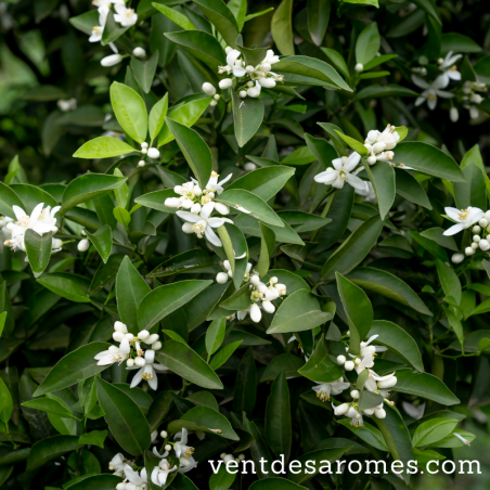 Organic Bitter Orange leaf essential oil