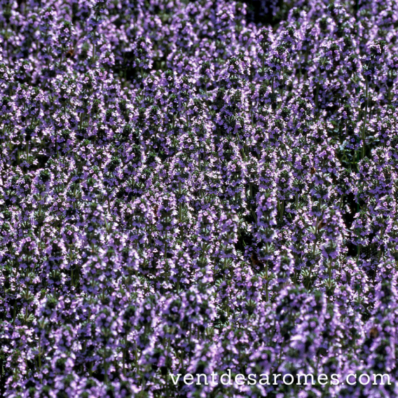 Organic Lemon Thyme essential oil origin France